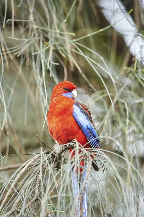 Framed Print : Crimson rosella (Platycercus elegans)