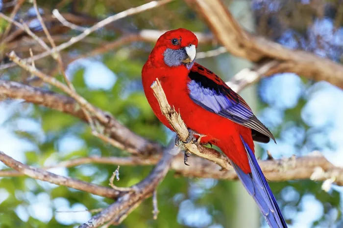 Framed Print : Crimson Rosella (Platycercus elegans) in Lamington National Park Framed Print : Crimson Rosella (Platycercus elegans) in Lamington National Park