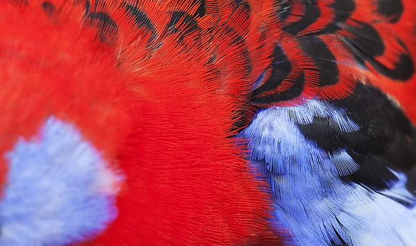Crimson Rosella red, black and blue feathers