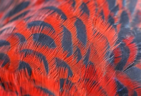 Crimson Rosella red and black feathers