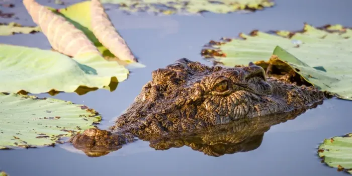 Framed Print : Croc in the lilies