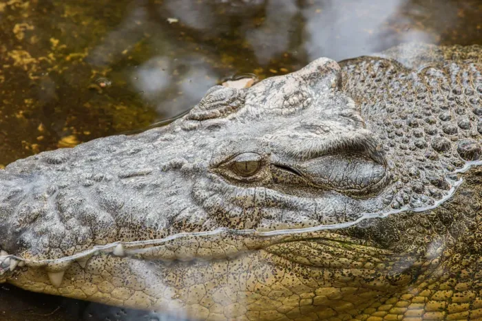 Framed Print : Crocodile. Large crocodile partly submerged in water