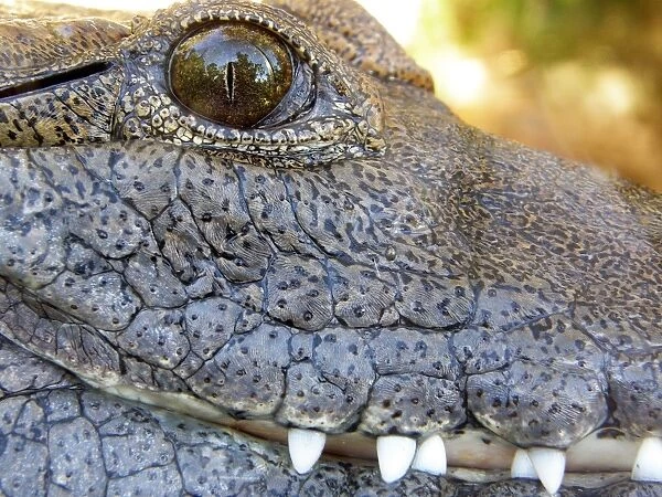 Crocodile at Taronga Zoo, Sydney, Australia