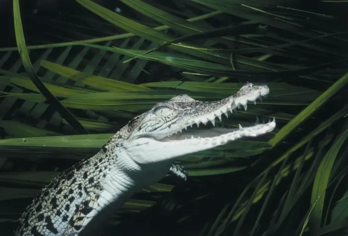 Framed Print : Crocodile