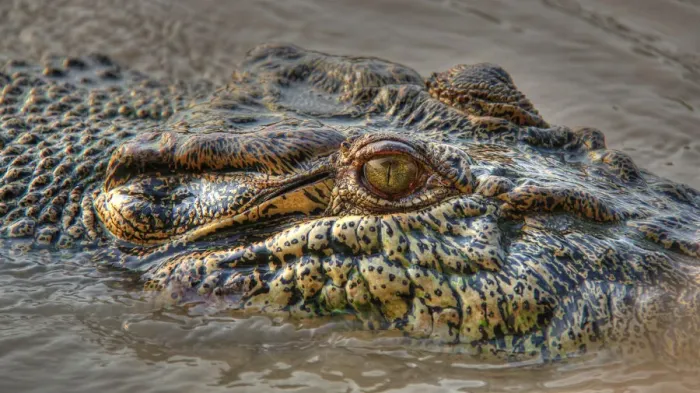 Framed Print : Crocodile Eye