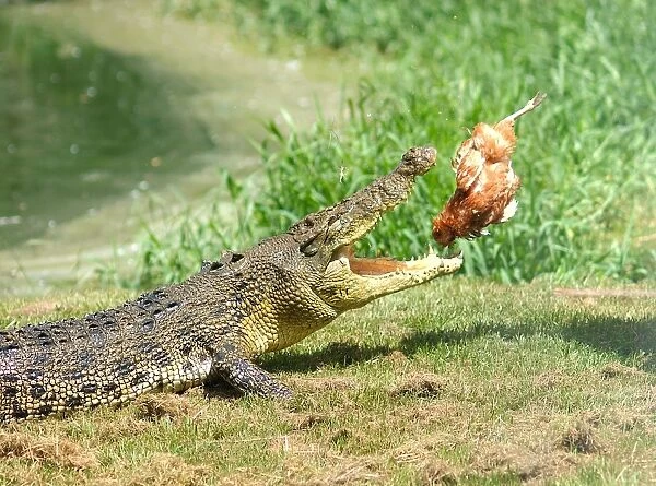 Crocodile lunch