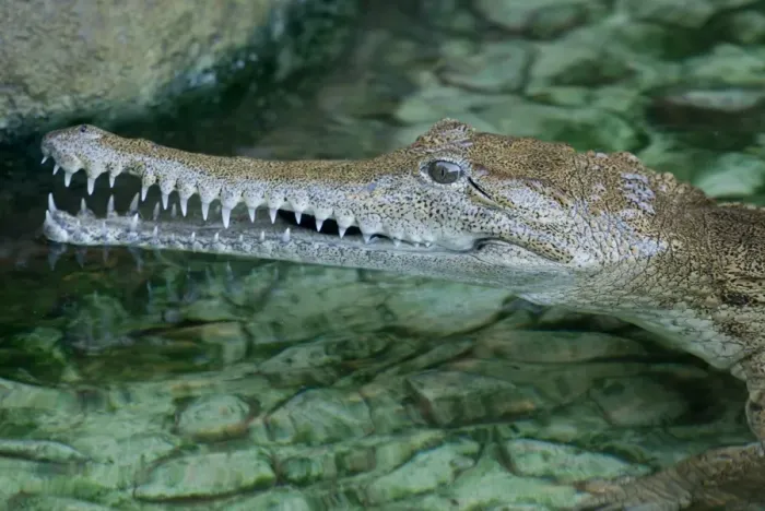 Framed Print : Crocodiles