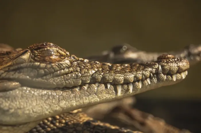 Framed Print : Crocodiles