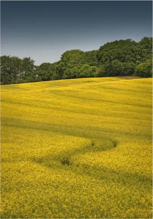 Framed Print : A crop of Canola ready to harvest, Dorset, England, United Kingdom