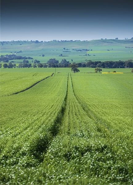 Crop fields ready for harvest, Clare Valley, South Australia