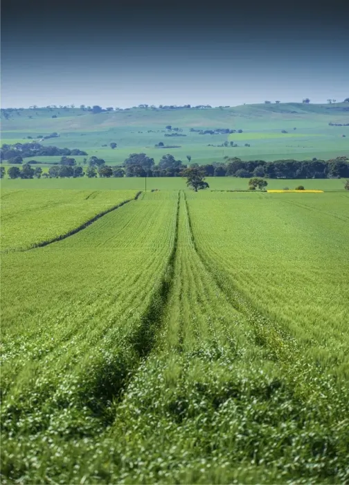 Framed Print : Crop fields ready for harvest, Clare Valley, South Australia Framed Print : Crop fields ready for harvest, Clare Valley, South Australia