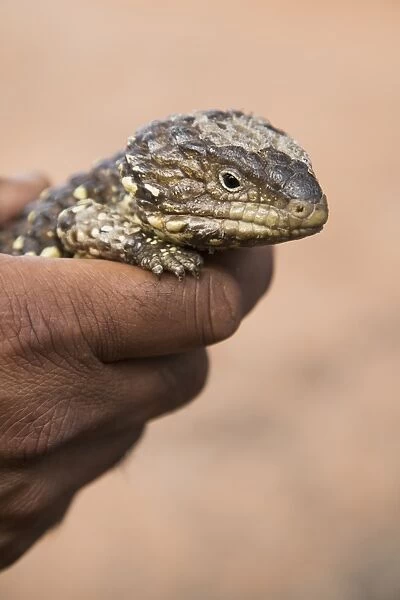 Cropped image of hand holding Shingleback Lizard outdoors