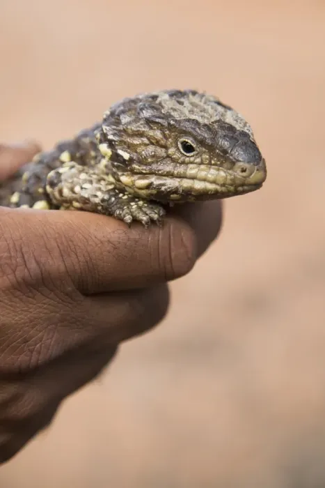 Framed Print : Cropped image of hand holding Shingleback Lizard outdoors
