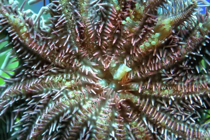 Framed Print : Crown of thorns sea star