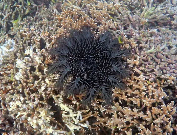 Framed Print : Crown of Thorns starfish