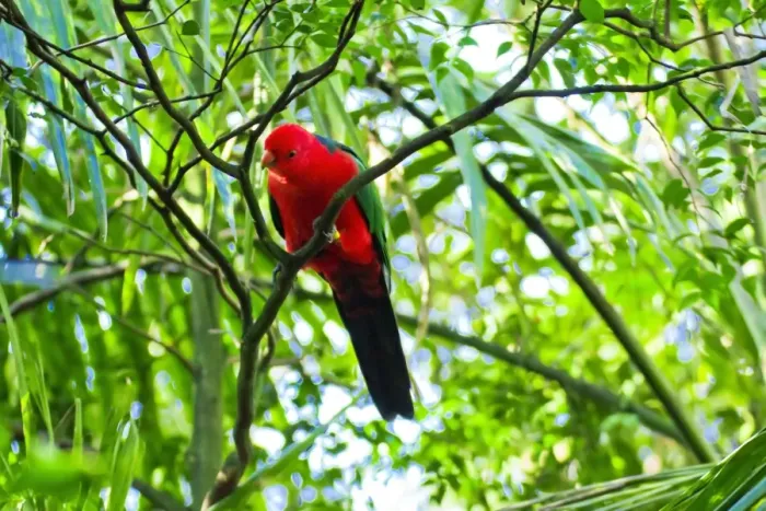 Framed Print : Curious Australian King Parrot up a tree in Sydney Framed Print : Curious Australian King Parrot up a tree in Sydney
