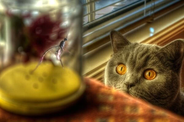 Curious cat watching bug