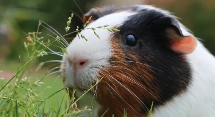 Framed Print : Curious Guinea Pig Framed Print : Curious Guinea Pig