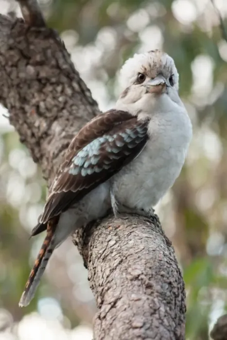 Framed Print : Curious Kookaburra Framed Print : Curious Kookaburra