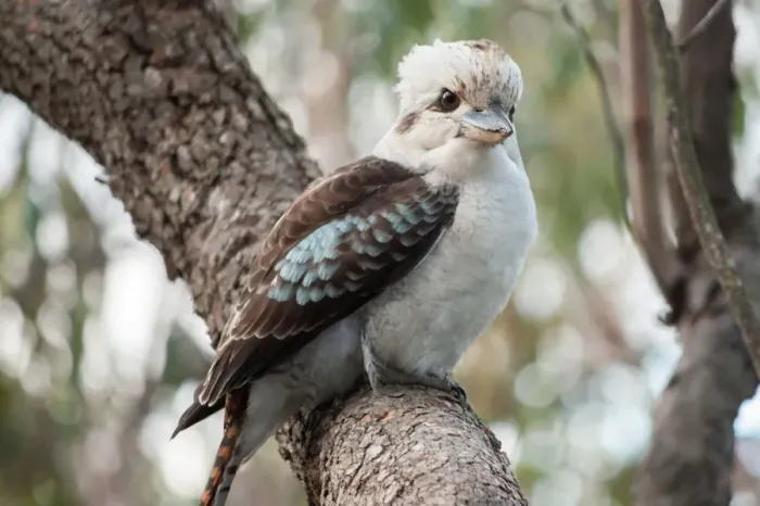 Framed Print : Curious Kookaburra