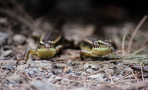 Curious pair of lizards