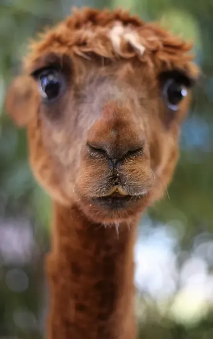 Framed Print : Curly Top. Alpaca at Newcastle Show, Newcastle NSW