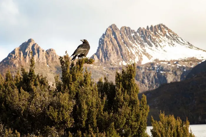 Framed Print : Currawong Bird - Cradle Mountain