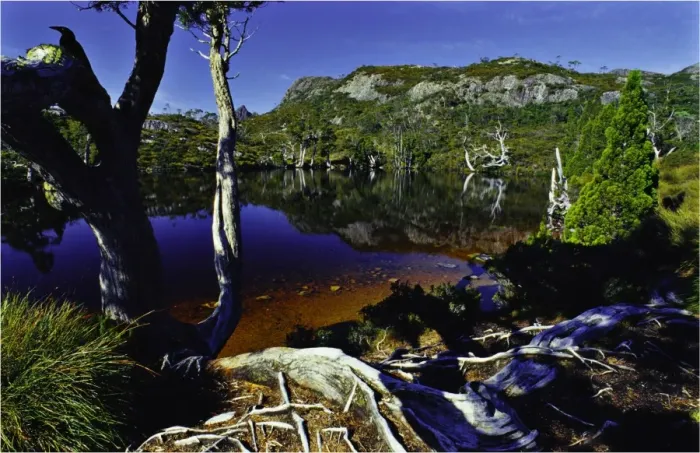 Framed Print : Currawong in tree, Wombat pool, Cradle mountain national park, central Tasmania
