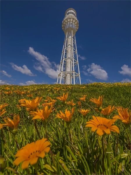 Currie Lighthouse with summer flowers in bloom, King Island, Bass Strait Tasmania, Australia