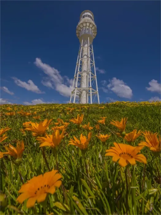 Framed Print : Currie Lighthouse with summer flowers in bloom, King Island, Bass Strait Tasmania, Australia Framed Print : Currie Lighthouse with summer flowers in bloom, King Island, Bass Strait Tasmania, Australia