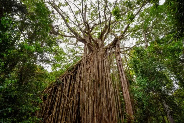 Framed Print : Curtain Fig Tree at Atherton Tableland, Tropical North Queensland, Australia