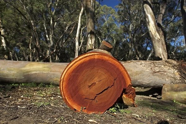 Cut down eucalypt tree in the Flinders Ranges, South Australia, Australia