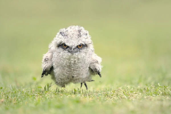 Cute, baby tawny frogmouth chick running on grass