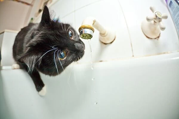 Cute kittens drinking from the tap