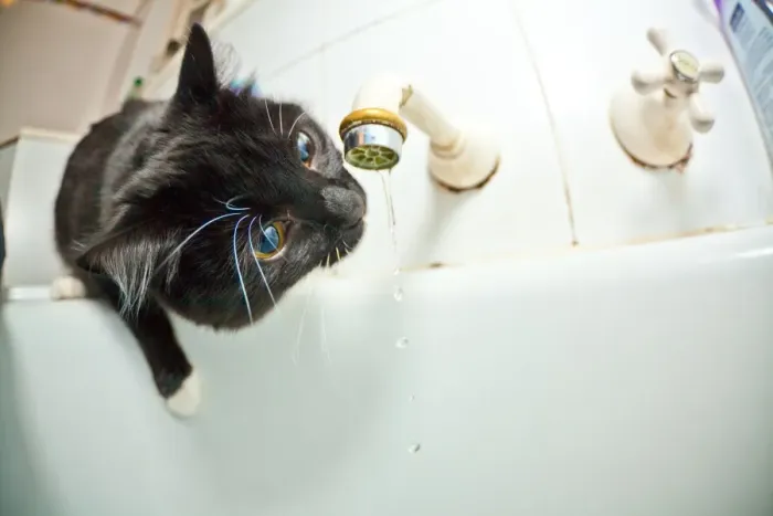 Framed Print : Cute kittens drinking from the tap Framed Print : Cute kittens drinking from the tap