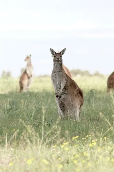 Framed Print : Cute Roo