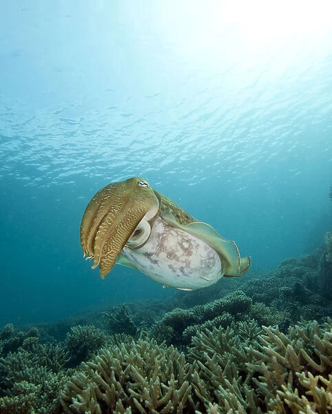 Cuttlefish with sunburst