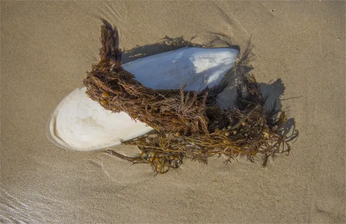 Framed Print : Cuttlefish washed up on a beach at King Island Tasmania