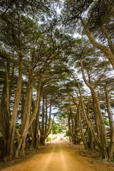 Framed Print : Cypress-lined road to Darlington at Maria Island, Tasmania