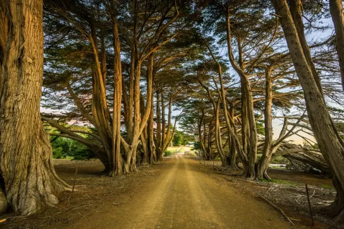 Framed Print : Cypress-lined road to Darlington at Maria Island, Tasmania Framed Print : Cypress-lined road to Darlington at Maria Island, Tasmania