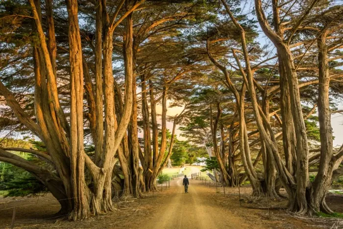 Framed Print : Cypress-lined road to Darlington at Maria Island, Tasmania Framed Print : Cypress-lined road to Darlington at Maria Island, Tasmania