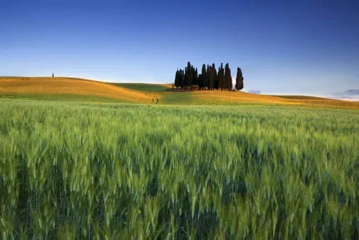 Framed Print : Cypress Trees in Tuscany