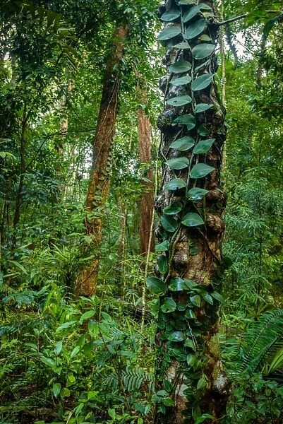 Daintree rainforest, Queensland