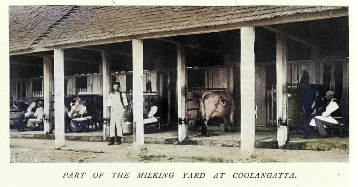Framed Print : Dairy farming history, Cattle and milkers, Milking yard, Coolangatta, New South Wales, Australia, Victorian, 1890s, Vintage colourised photograph Framed Print : Dairy farming history, Cattle and milkers, Milking yard, Coolangatta, New South Wales, Australia, Victorian, 1890s, Vintage colourised photograph