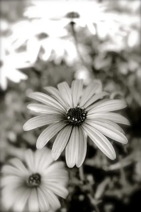 Framed Print : Daisy with a splash of colour Framed Print : Daisy with a splash of colour