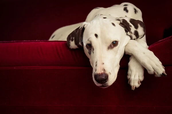 Dalmatian dog on red lounge