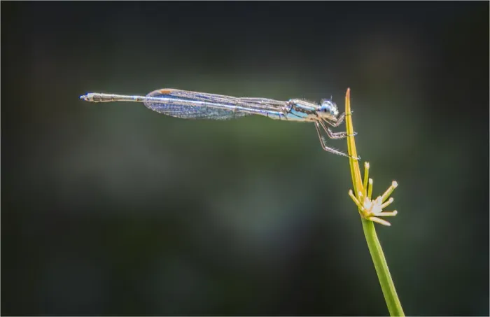 Framed Print : Damsel fly resting