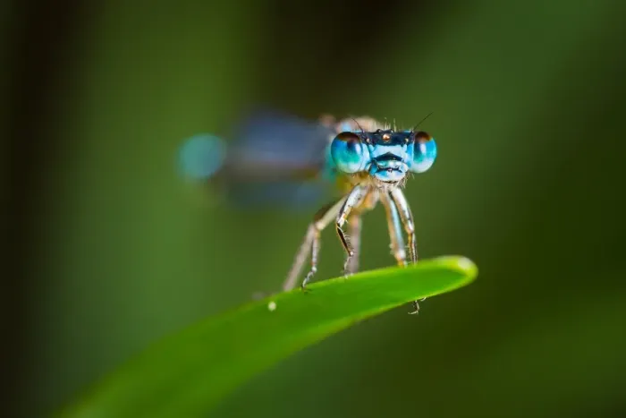 Framed Print : Damselfly macro