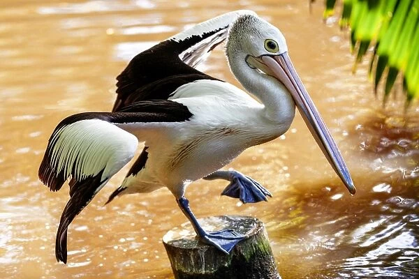 A Dancing Pelican in Cairns, Queensland, Australia
