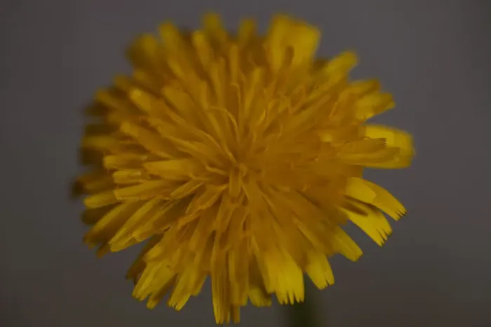 Framed Print : Dandelion. Yellow flowers, growing wild. pretty tiny flowers Framed Print : Dandelion. Yellow flowers, growing wild. pretty tiny flowers